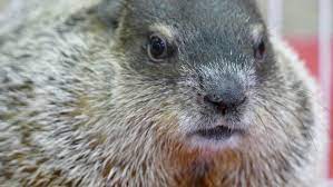 Groundhog Day 2018 Mixed Signals And A Near Escape Cbc News gambar png