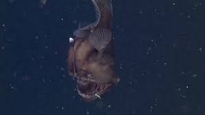 Chum is a member of a support group of sharks that are friendly to fish. Finding Nemo Monster Is Real Rare Black Seadevil Caught On Video Rt Usa News