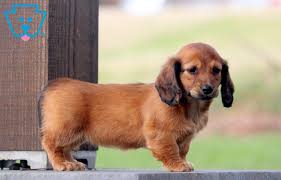 tootsie miniature dachshund puppy for
