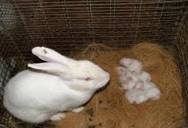 Animal Husbandry Breeding Of Rabbit