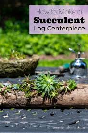 how to make a succulent log planter