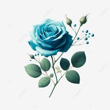 a single blue rose flower on