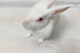 Is Pine Bedding Safe For Rabbits