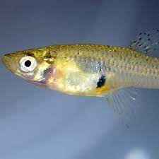 6 Small Pond Fish Species Best Small