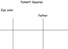 Learn how to use punnett squares to calculate probabilities of different phenotypes. Punnett Squares Perkins Elearning