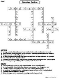 Teeth help to chew and grind the food into simpler particles. Digestive System Worksheet Crossword Puzzle By Science Spot Tpt