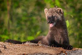 fisher cats s that aren t cats