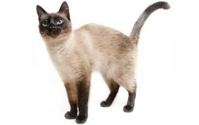 But what about the blue point coat? Siamese Cat Breed Information Behavior Pictures And Care Cattime
