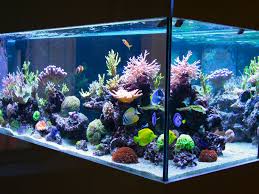 Aquarium Lighting Basics The Case For Led Fixtures