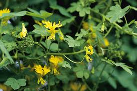 Annual plant with yellow flowers identification. 15 Wonderful Annual Vines Hgtv