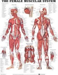 The Female Muscular System Anatomical Chart Anatomical