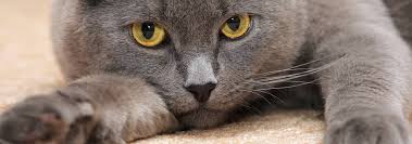 If she's been laying in the sun sleeping for a few hours her nose will probably be fairly dry and warm. Reasons Why Your Cat S Nose Is Dry Hill S Pet