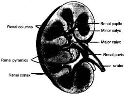 How to draw longitudinal section of flower in easy steps how do organisms reproduce. Draw A Labeled Diagram Of The Human Kidney As Seen In A Longitudinal Section Studyrankersonline