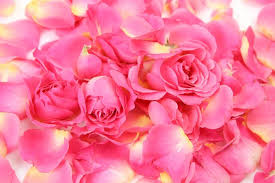 roses background images