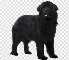 Flat Coated Retriever Newfoundland Dog Black Russian Terrier