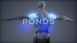 Anatomyzone is the leading resource for simple and concise 3d anatomy tutorials, with over 200 videos and a new range of interactive 3d anatomy models. Deltoid Visible Muscle Anatomy Map Stock Video Pond5