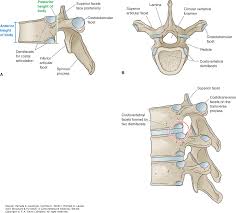 The twelve thoracic vertebrae make up the middle portion of the vertebral column. Difference Between Typical And Atypical Thoracic Vertebrae Images Amashusho