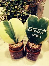 家に土を持ち込みたくない人の味方 ハイドロカルチャーで緑を育てよう キナリノ ハイドロカルチャー 粘土の花 ハートホヤ