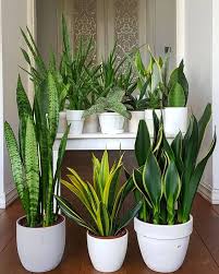 Questa foto è una foto di piante d'appartamento, ramo, vaso. Arredare Con Le Piante 13 Idee Per Scegliere Lo Styling Giusto