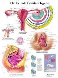The Female Genital Organs Anatomical Chart