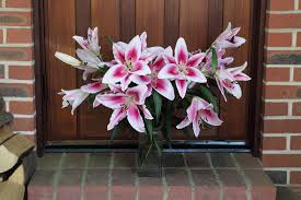 are lilies toxic to cats and dogs