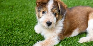 pet turf odor removal does artificial