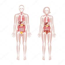 A woman also has pelvic floor muscles at the bottom of her belly. Human Woman And Man Skeleton And Internal Organs Anatomy Front View Vector Flat Illustration Of Skull And Bones Abdominal Organs Isolated On White Medical Educational Or Science Banner Premium Vector In