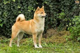 Find shiba inus puppies & dogs for sale uk at the uk's largest independent free classifieds site. Japanese Shiba Inu Dog Breed Facts Highlights Buying Advice Pets4homes
