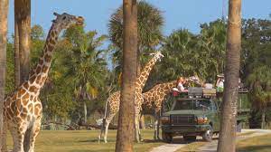 busch gardens safari meet amazing