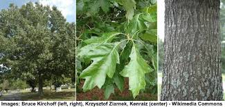 49 types of oak trees with pictures