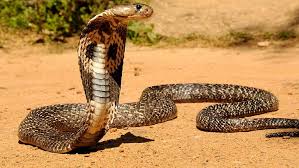hd wallpaper cobra king snake