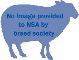 Sheep Breeds National Sheep Association