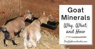 goat minerals why what and how