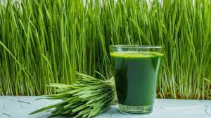 the benefits of wheatgr shots and juices