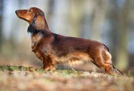 dachshund colors patterns and