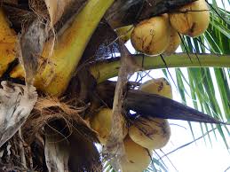 growing coconuts outside the tropics