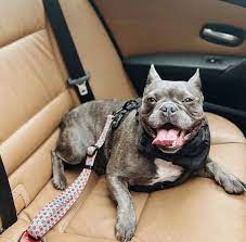 Buy Dog Car Seatbelt Dog Travel