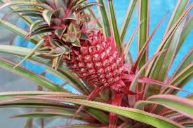Image result for pink pineapple plant