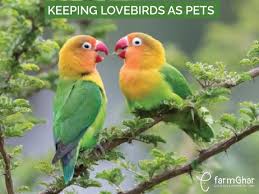 keeping lovebirds as pets a