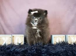 noir pomeranian puppy in