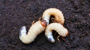 lawn worm what are lawn worms and how