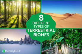 the 8 types of terrestrial biomes and