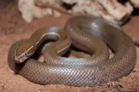 Brown House Snake Reptiles African Snakes