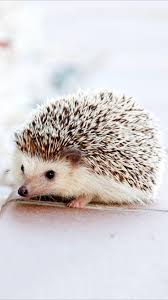 Cute Hedgehog Wallpapers - Top Free ...