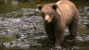 cute grizzly bear cubs practice fishing