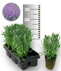 Künstliche sukkulenten pflanzen lavendel kunstpflanzen töpfen tischdeko garten. Blauer Lavendel 1a Pflanzen Online Kaufen Baldur Garten