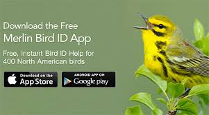 See more ideas about merlin bird, bird app, app. It S Here Free Merlin Bird Id App Now Available For Android All About Birds All About Birds