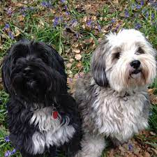 He can be aggressive, however, with strange dogs that he perceives as threatening. Tibetan Terrier Rescue Home Facebook