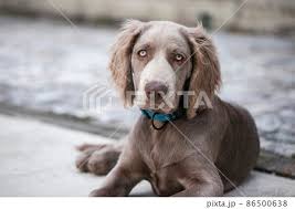weimaraner dog with blue eyes