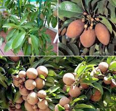 Pouteria sapota, the mamey sapote, is a species of tree native to cuba and central america, naturally ranging from southern cuba to southern costa rica, plus mexico. Growing Sapota In Containers Pots Chikoo Sapodilla Gardening Tips
